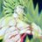 Broly59200